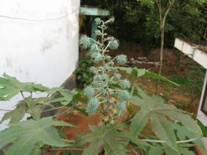 Eranda – Shri Dhanwantry Ayurvedic College & Hospital