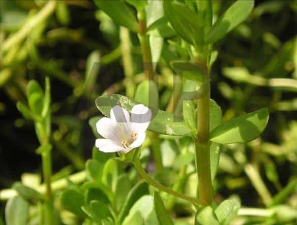 Brahmi