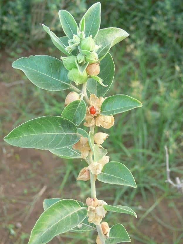 Ashwagandha